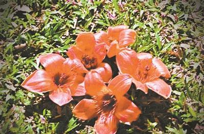 专家提醒：木棉花虽好，但路上的木棉花不宜捡回家食用