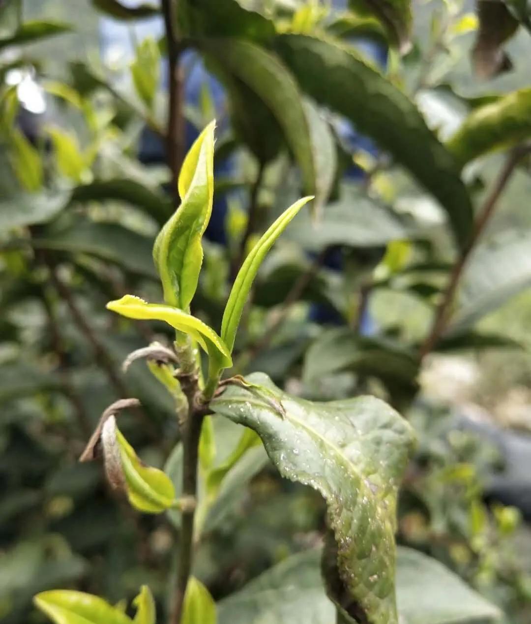 绿茶和陈皮一起泡，健胃消食又提神，你知道吗？