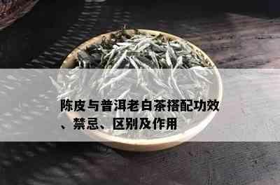 陈皮与普洱老白茶搭配：促进消化、清热解、抑菌消炎、改善微循环