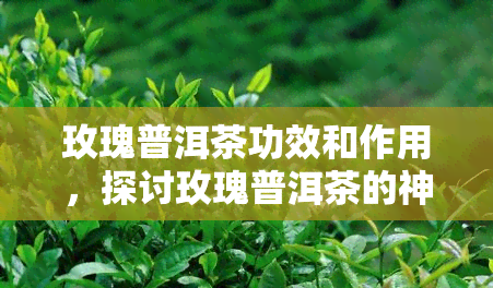 白花玫瑰茶：清热散寒、养肝明目，改善月经不调与痛经的神奇饮品