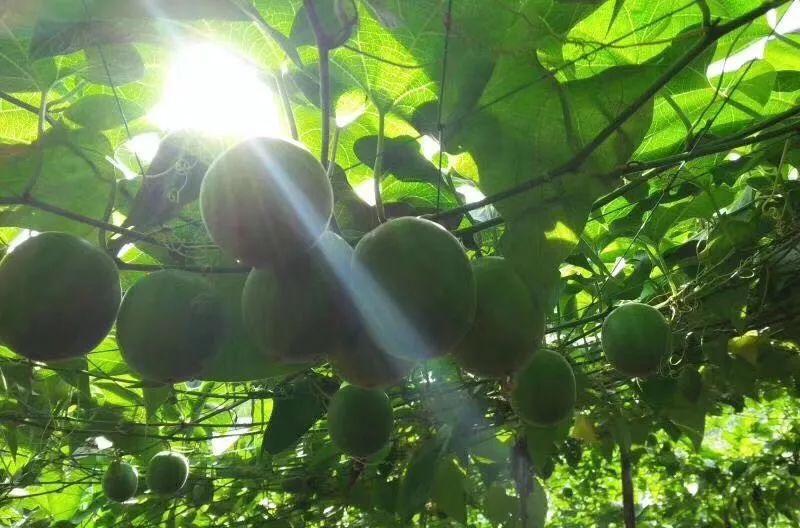 桂林名贵土特产罗汉果：止咳化痰，营养丰富，药食两用
