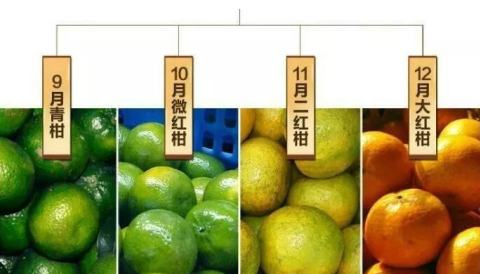 陈皮门道多：茶枝柑、圈枝柑、驳枝柑等你了解多少？