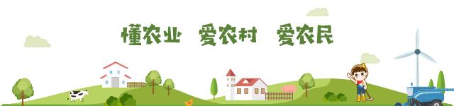 正宗新会陈皮挑选指南：看产区、避坑实用招式，你值得拥有