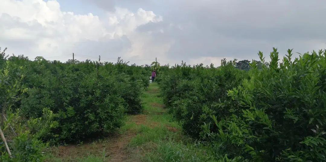 泉林陈皮圈:新会陈皮贵因稀缺,源头受天灾与征地困扰
