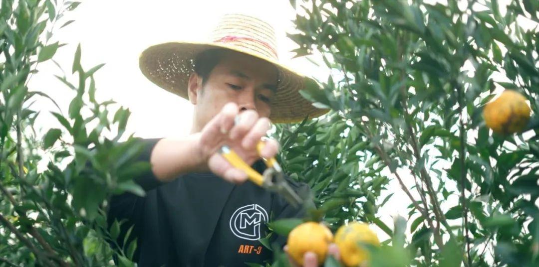 探索广东新会陈皮文化：老张的摘柑之旅与00后欣然的陈皮水体验