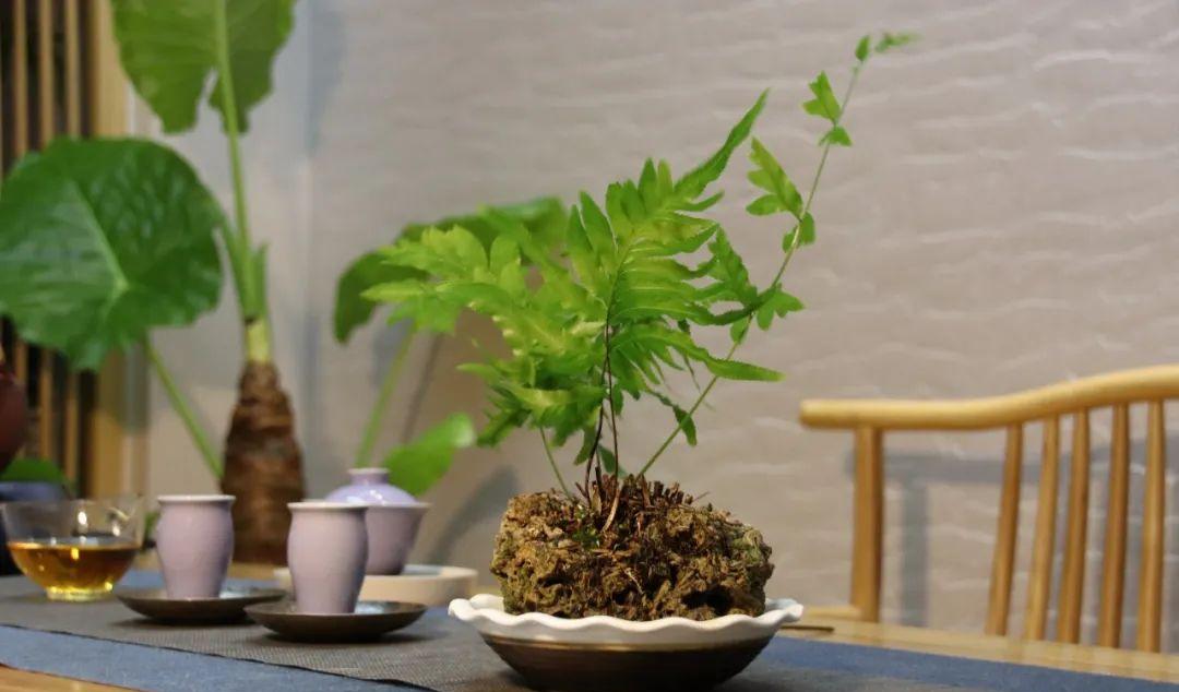补肾养生必看：推荐几款对肾好的茶，枸杞薏米茶效果显著