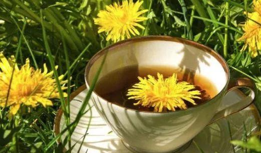 蒲公英与红枣泡水的功效与作用：养护肝脏、提升健康